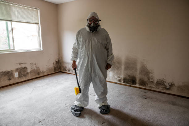 Why You Should Choose Our Mold Remediation Services in East Northport, NY